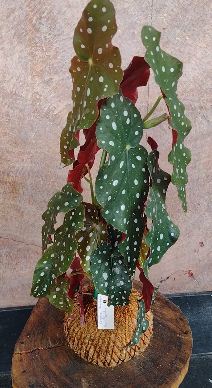 WhatsApp Image 2024-08-13 at 12.41.51.jpeg