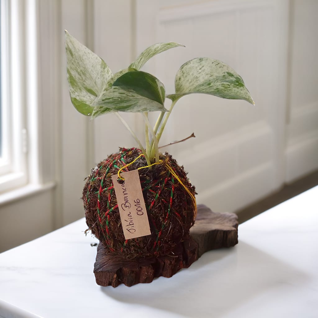 Gibóia Branca pequena kokedama