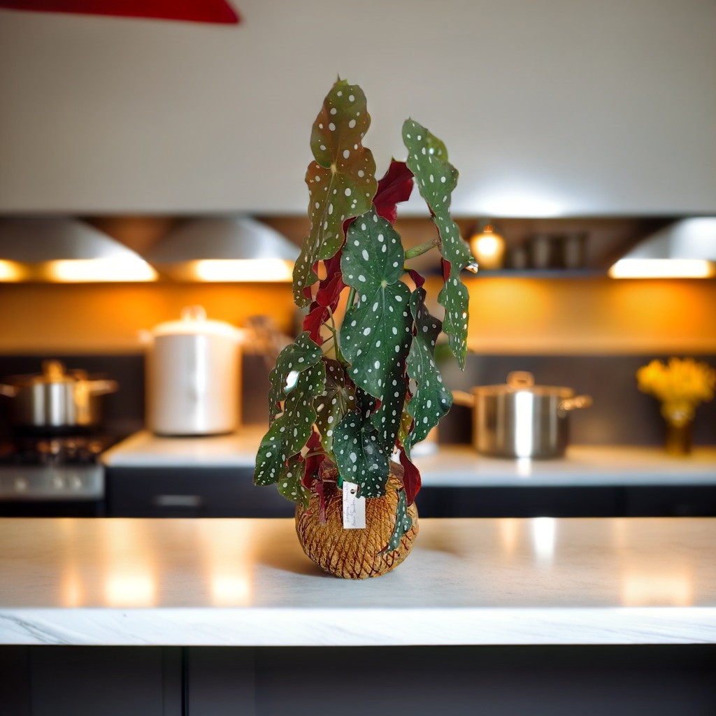 WhatsApp Image 2024-08-14 at 23.10.01 (1).jpeg