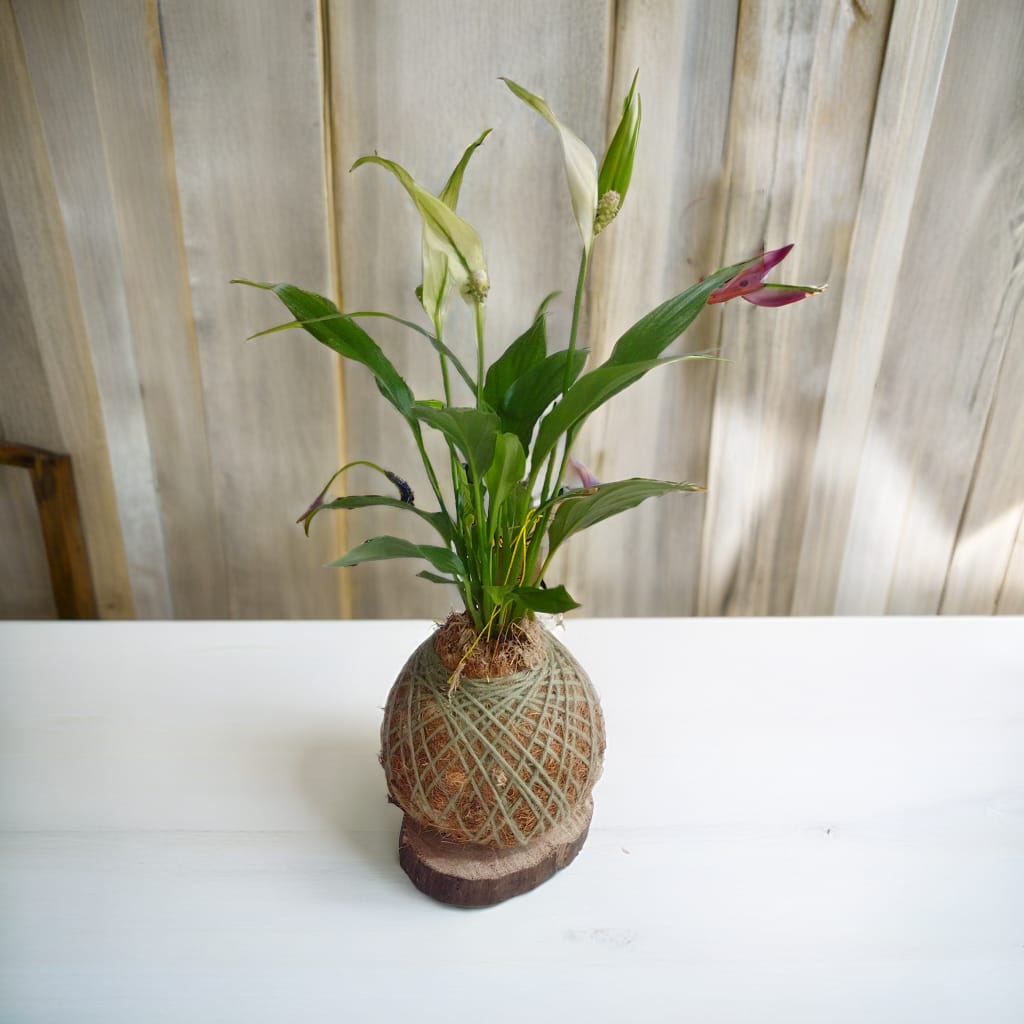 Lírio da Paz (médio) Kokedama