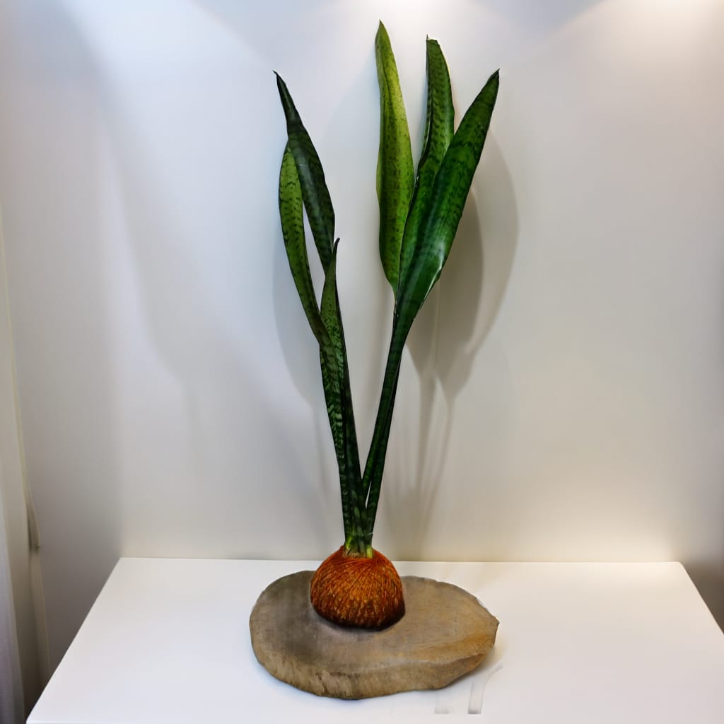 Espada São Jorge (grande) kokedama
