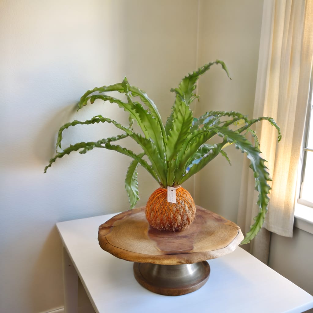 Imagem do WhatsApp de 2024-07-26 à(s) 12.44.28_676daa4f.jpg