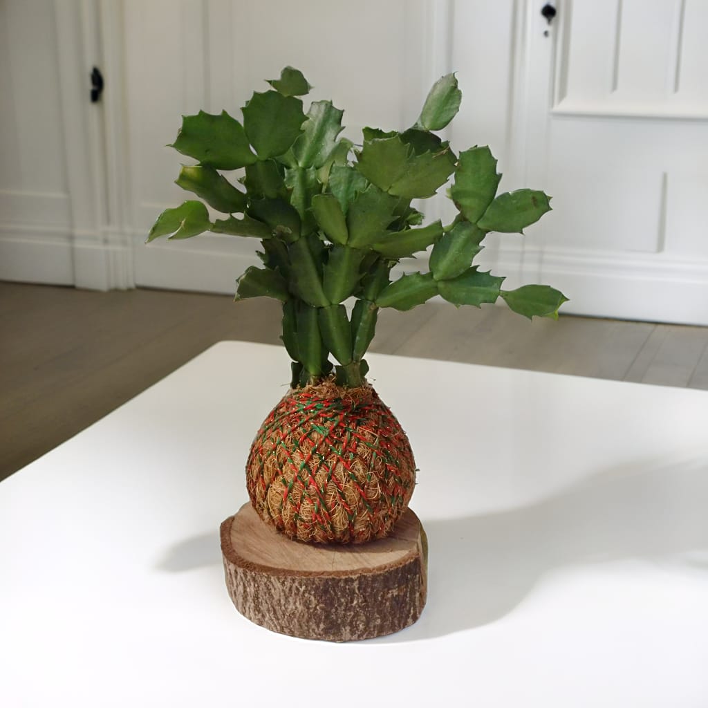 Flor de Maio (média) Kokedama