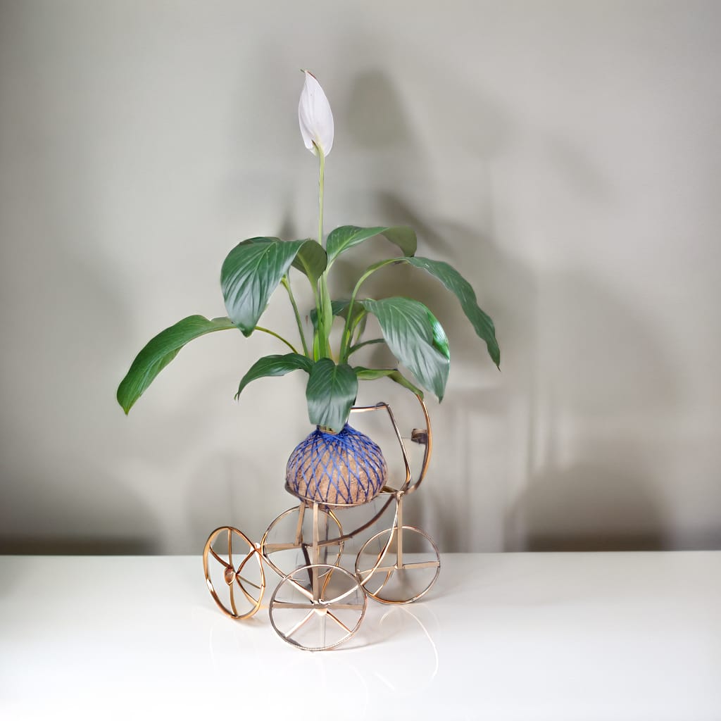 Lírio da Paz (Grande) Kokedama